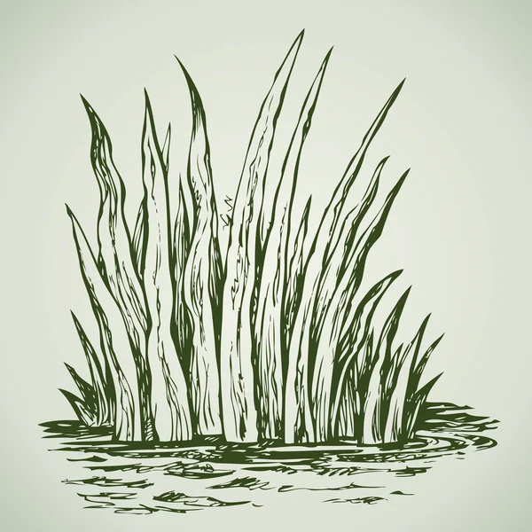 Herbe verte. Dessin vectoriel — Image vectorielle