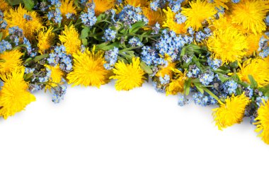 Dandelions ve bana yoksullar beyaz arka plan üzerinde