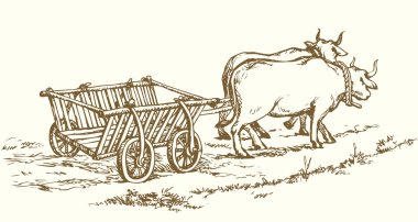 Empty cart drawn by oxen. Vector drawing clipart