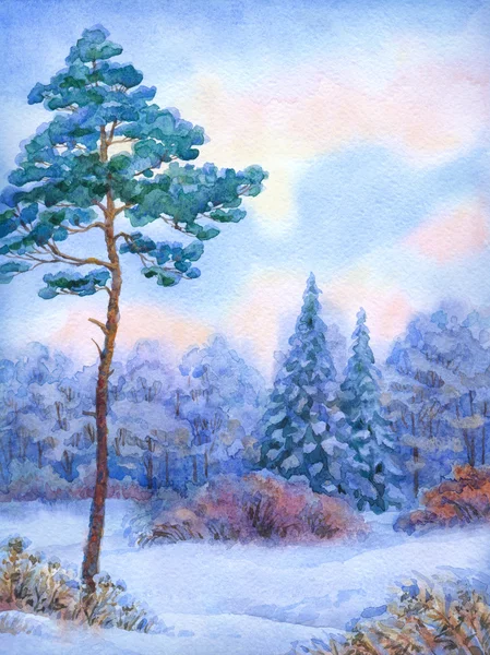 Aquarelllandschaft. hohe Kiefer im Winterwald — Stockfoto