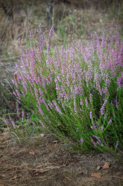 Bush heather bir orman glade içinde