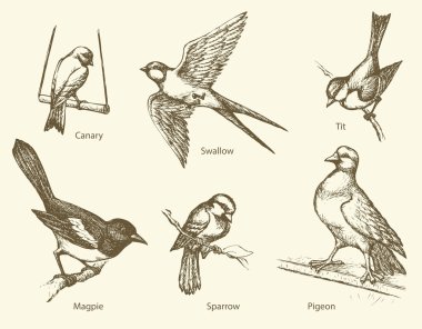 Vector set of birds: Swallow, Sparrow, Magpie, Pigeon, Canary, T clipart