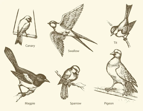 Vektor-Gruppe von Vögeln: Schwalbe, Sperling, Elster, Taube, Kanarienvogel, — Stockvektor