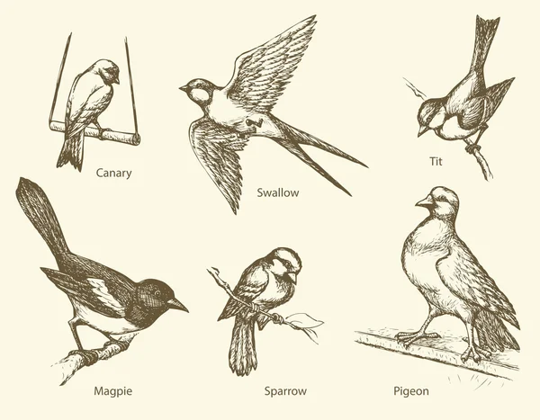 Sekumpulan burung vektor: Swallow, Sparrow, Magpie, Pigeon, Canary, T - Stok Vektor