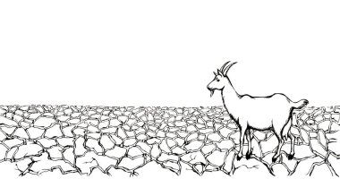 Yaşlı göçebe kırsal kuzu koçbaşı sert, kirli, çamurlu, çamurlu, çamurlu, sıcak gökyüzü kutsal İsrail topraklarının sanat sahnesini çiziyor. Manzaralı İncil manzarası. Beyaz, kayıp, süt ürünü, geyik yavrusu, tek başına, koyun gezisi.