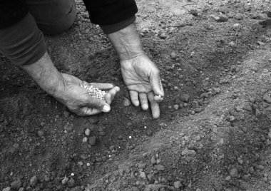 Yaşlı kadın işçi kolu genç kök kökü ile başlar. Yeni bir hayat umudu aşk hobisi yaratır. Yakın çekim makro manzara botanik ülkesi iyi kız taze ıslak humus gübre çamur biyolojik eko gıda konsepti