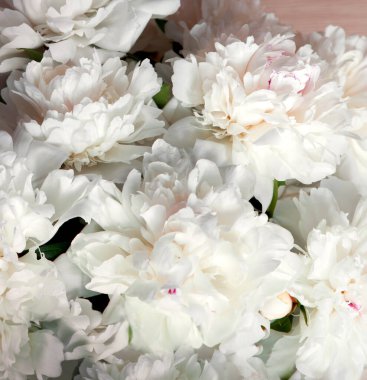 Eski çağ sanat ışığı hala hayat metni güzel gül kesimi yıldız çiçeği demeti mutlu bereketli tomurcuk demeti hala hayat dekoru tebrik kartı makro manzaralı morn park afişi kapatın