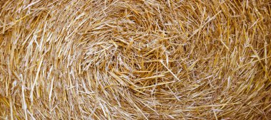 İncil yakın görünüm yulaf tohumu yetiştirme koçanı kazık toplama sahnesi beyaz metin alanı arkaplanı. Eski İncil 'e ait yakın çekim grubu olgun eko biyolojik kırsal büyüme çekirdek sapı şoklu meyve bahçesi sembolünü ye