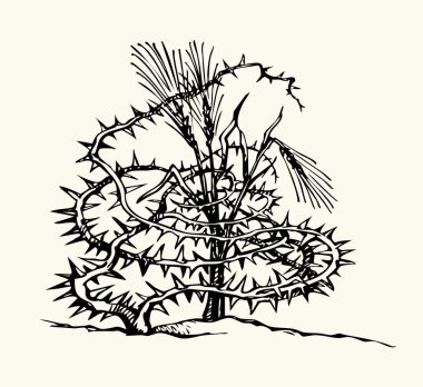 Yakından bakınca, kuru, hasta, acı dolu, güzel mısır dalı, beyaz gökyüzü mesaj alanı. Koyu siyah çizgili kalem el, Tanrı 'yı çizdi. İncil' de anlatılan hikaye. Çiçek dikenli, yaprak yapraklı bitki yaprağı, botanik logosu.