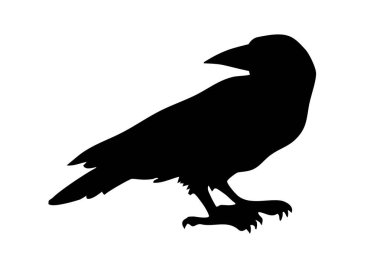 Koyu mürekkep kalemle çizilmiş. Hayvanat bahçesi Corvidae kuyruk tüyü amblemi tasarımı. İncil 'de geçen karalamalar, İncil' de geçen karikatürler. Yakın çekim yan görüş kağıdı eski büyük kar bulutu pica ayak toprağı deniz ürünü tahıl yemeği resim açık gökyüzü metin alanı