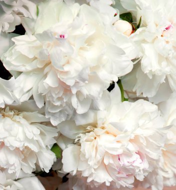 Eski çağ sanat ışığı hala hayat metni güzel gül kesimi yıldız çiçeği demeti mutlu bereketli tomurcuk demeti hala hayat dekoru tebrik kartı makro manzaralı morn park afişi kapatın