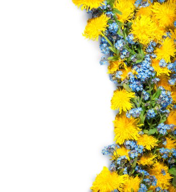 Dandelions ve bana yoksullar beyaz arka plan üzerinde