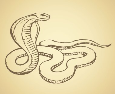 Snake. Vector drawing clipart