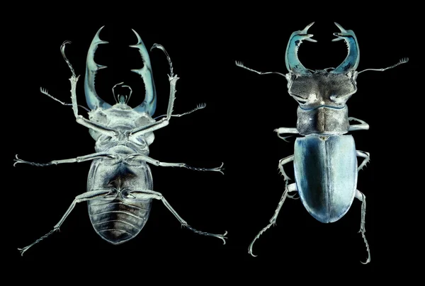 Жук-олень Lucanus cervus выделен на белом. Вверх и внизу — стоковое фото