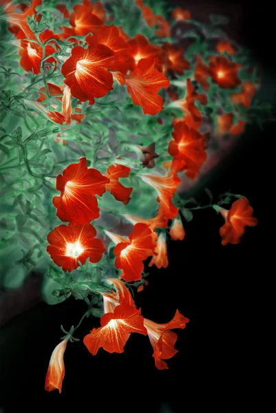 Gently red petunia flowers hanging from window — Stock Photo, Image