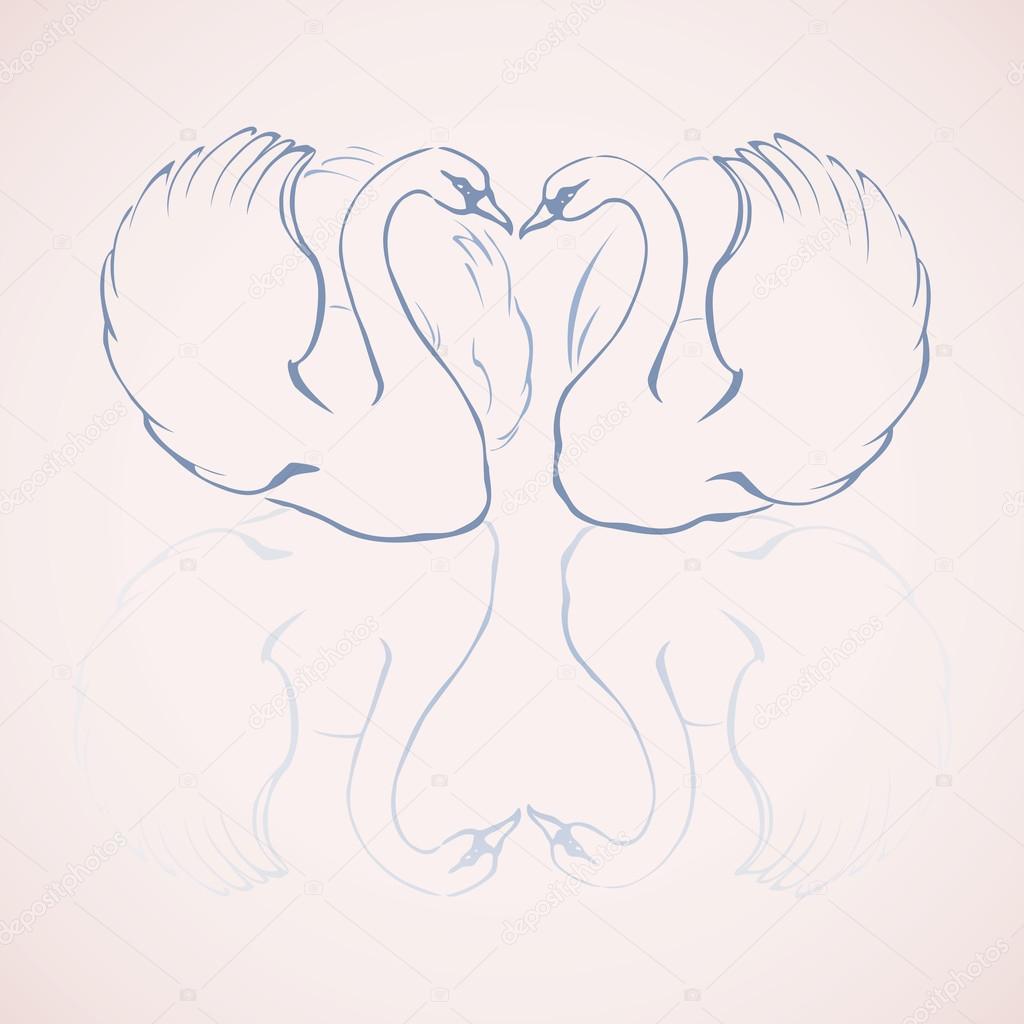 Pair of graceful swans. Vector drawing