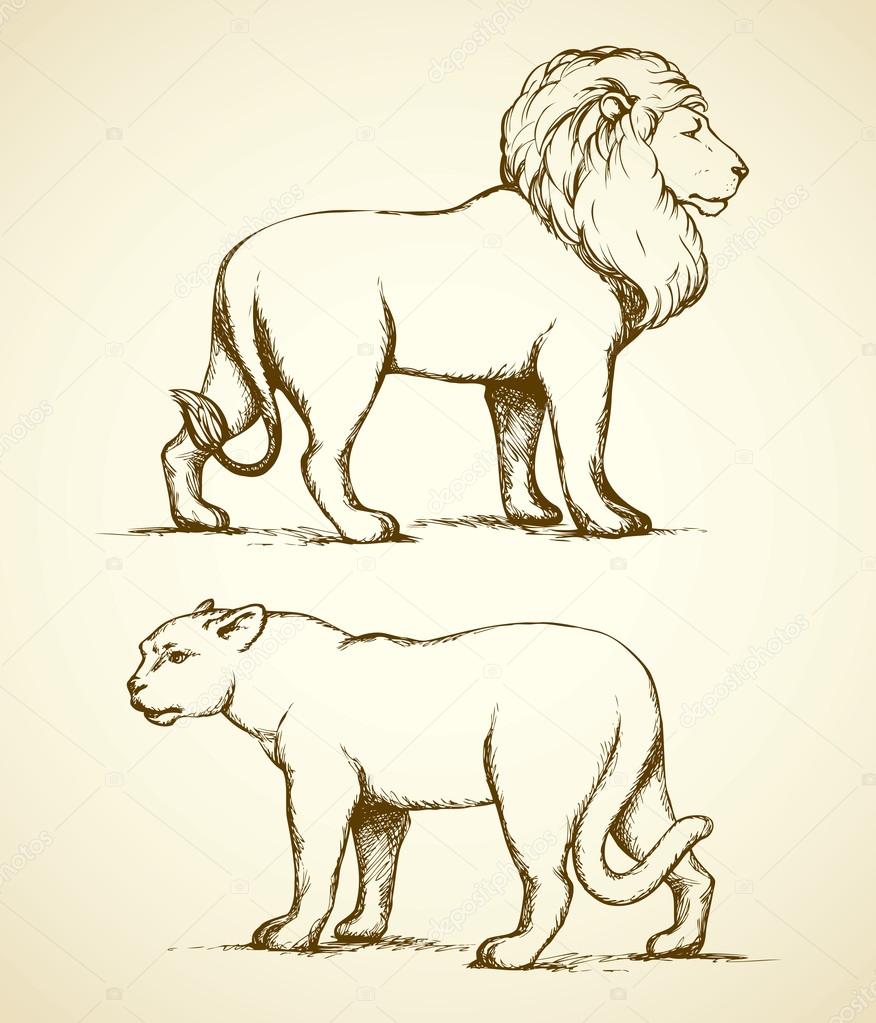 Lion and Lioness. Vector drawing
