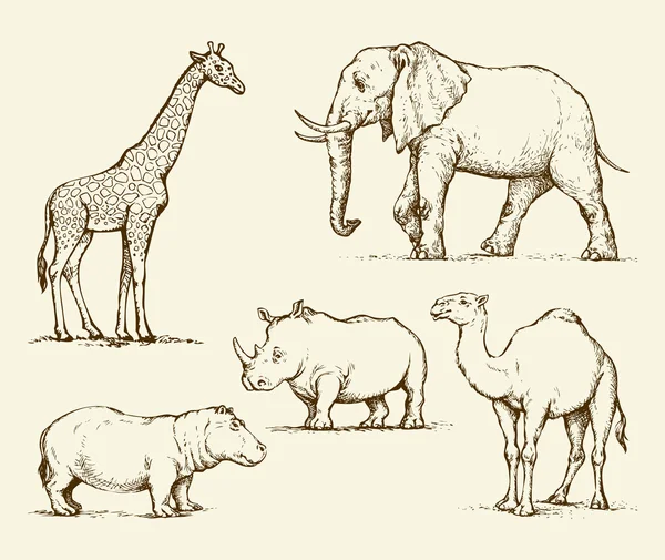 Animales africanos. Dibujo vectorial — Vector de stock