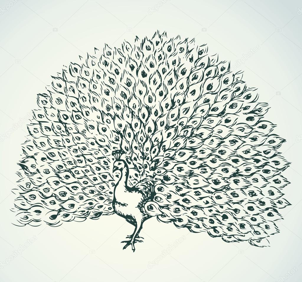 Peacock. Vector drawing Stock Vector Image by ©Marinka #96515262 Peacock. Vector drawing Stock Vector Image by ©Marinka #96515262