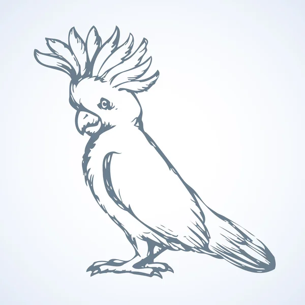 Loro. Dibujo vectorial — Vector de stock