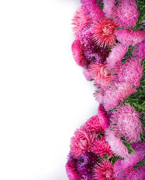 Bochtige naald roze asters — Stockfoto