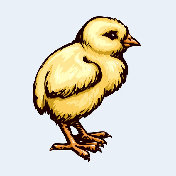 Chick. Vektorritning — Stock vektor