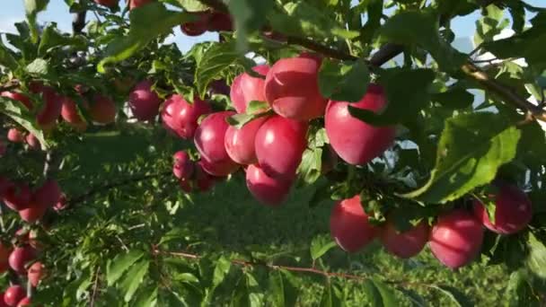 Ciruela Cerezo Roja Madura Una Rama Ciruelo Balanceándose Viento Verano — Vídeo de stock