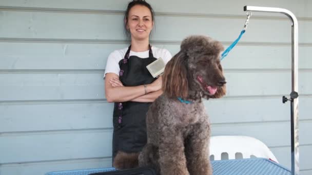 Cheerful Smiling Professional Female Groomer Looking Cute Brown Poodle Dog — Stock Video