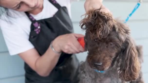 Mujer Peluquero Afeita Perro Con Afeitadora Eléctrica Salón Belleza Para — Vídeo de stock