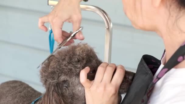 Mulher Groomer Corta Cabeça Peluda Poodle Com Tesoura Preparação Cães — Vídeo de Stock