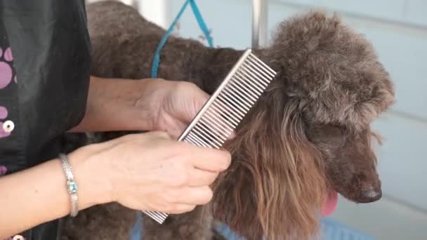 Großaufnahme Pfleger Kämmt Ohr Von Roten Pelzigen Pudel Hundesalon Haustier — Stockvideo