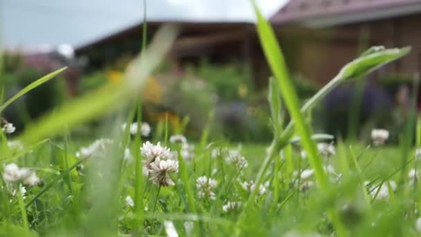 Groen Gras Met Bloeiende Klaver Achtertuin Gazon Tuinman Duwen Gemotoriseerde — Stockvideo