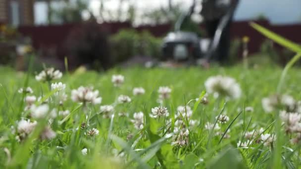 Green Grass Blooming Clover Backyard Lawn Foreground Motorized Lawnmower Rides — Stock Video