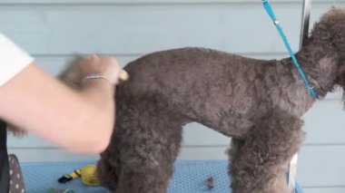 Köpek bakımı. Dişi tımarcı kaniş kuyruğunu tarak ile tarıyor. Kuaförde evcil hayvan kestiriyorum..