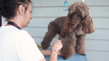 Kadın kuaför köpek salonunda tüylü kırmızı kaniş tarayıp kesiyor. Hayvan bakımı kuaföründe evcil hayvan kestiriyorum..