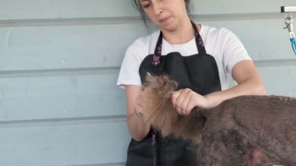 Kobieta Uczesuje Włosy Ogon Czerwonego Pudla Salonie Dla Psów Pet — Wideo stockowe