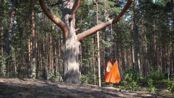 Stolshängmatta Hängande Stor Tall Skogen Oigenkännlig Person Sitter Inne Paus — Stockvideo