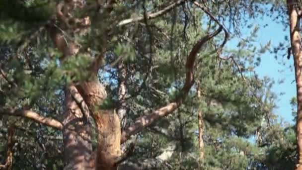 Stolshängmatta Hängande Stor Tall Skogen Oigenkännlig Person Sitter Inne Paus — Stockvideo