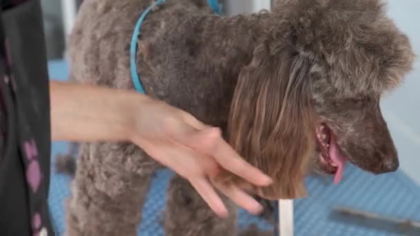 Groomer Cuts Hair Ear Red Furry Poodle Dog Parlor Pet — Stock