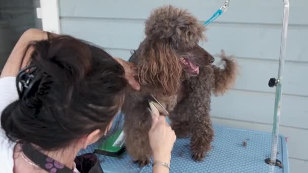 Djurskötsel Kvinnlig Putsare Borsta Pudel Hund Med Hårborste Sällskapsdjur Salongen — Stockvideo