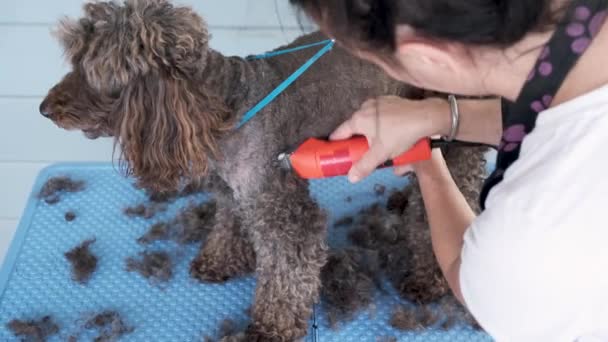 Tierhaarschnitt Professionelle Pflegerin Bei Der Arbeit Brauner Pudelhund Tierpflegestudio — Stockvideo