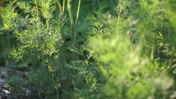 Close Overhead Shot Dill Vegetable Bed Organic Garden Green Veggies — Stock Video