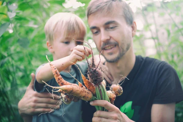 Семейство Фото Стиле Жизни Собирает Сезонные Овощи Морковь Свеклу Местного — стоковое фото