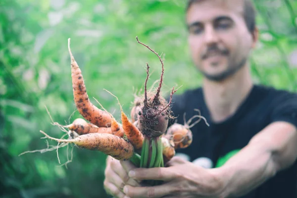 Male farmer picking seasonal vegetables carrots and beetroots from local garden. Self-sufficient gardener harvesting crops, working in yard. Sustainable living, permaculture, homesteading.