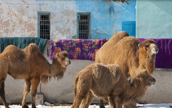 Camel em Karakol — Fotografia de Stock