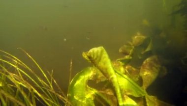 Yeşil algler tatlı su nehir, 2 k arasında küçük balıklar yüzmek