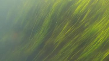 Tatlı su Nehri yosun arka plan, 2k