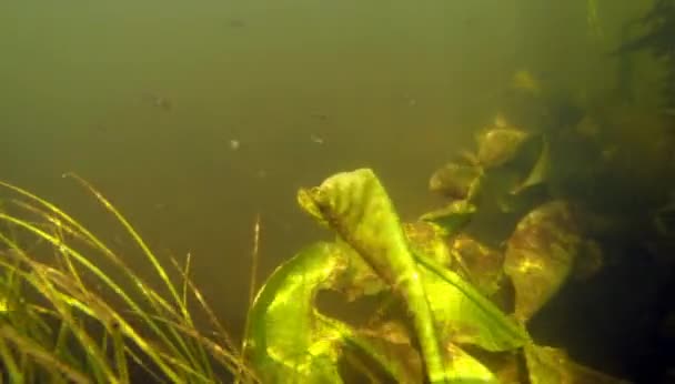 Pequenos peixes nadam entre algas verdes no rio de água doce, 2K — Vídeo de Stock