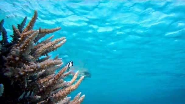妇女在珊瑚附近水下游泳 — 图库视频影像