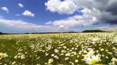 Papatya alanda yürüyüş